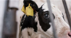 Prijatelji životinja: U subotu u Zagrebu otkrivamo mračnu tajnu mliječne industrije