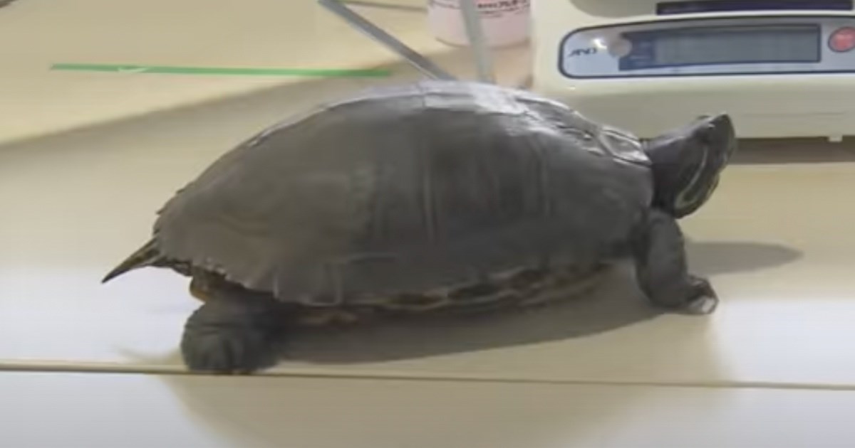 Kornjača dopuzala na avionsku pistu pa zaustavila pet letova