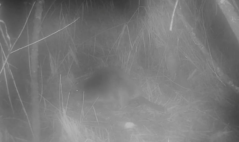 VIDEO Divlji dabar viđen u Velikoj Britaniji prvi put nakon 400 godina