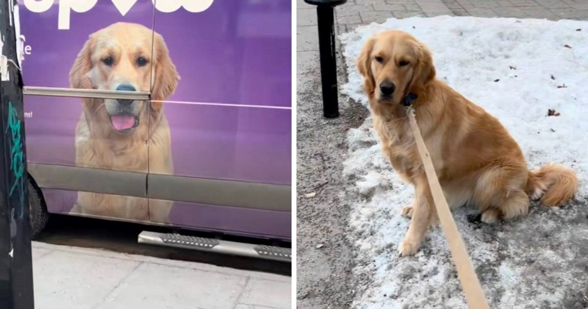 Zlatni retriver postao je model, no ubrzo je požalio