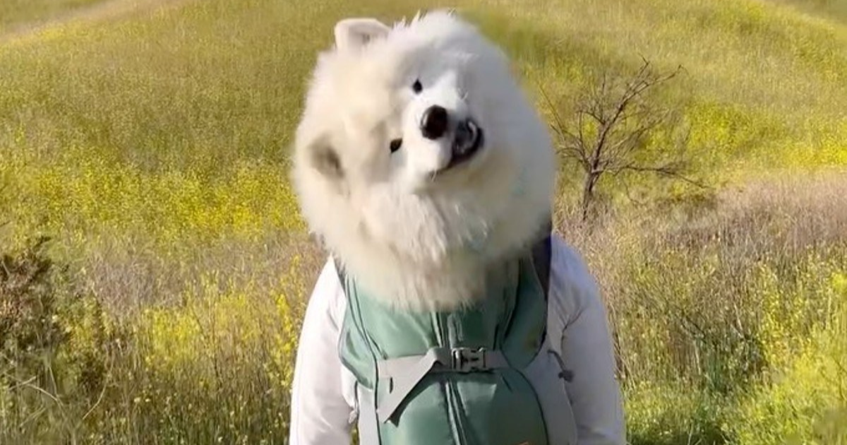 Pas Boomer uskoči u ruksak svog vlasnika pa tako zajedno putuju