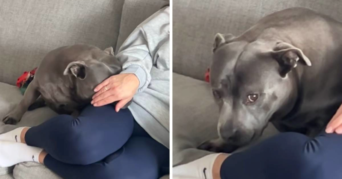 Urnebesna reakcija stafordice na spomen trčanja nasmijala je milijune