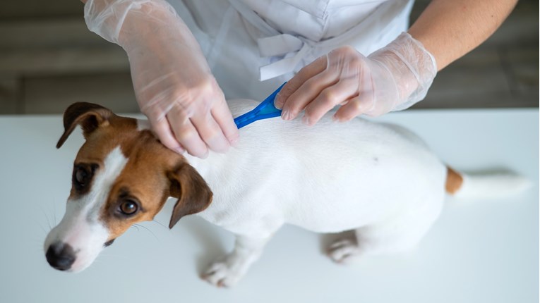 Veterinarka upozorava: Danas više nije dovoljna sama ampula za zaštitu ljubimaca