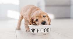 Vodič za hranjenje i prehranu štenaca: Otkrivanje tajni zdravog i sretnog štenca