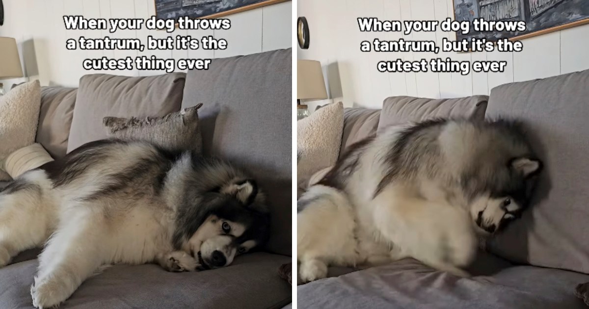 Najslađi ispad bijesa: Haski se razljutio i jasno pokazao kako se osjeća