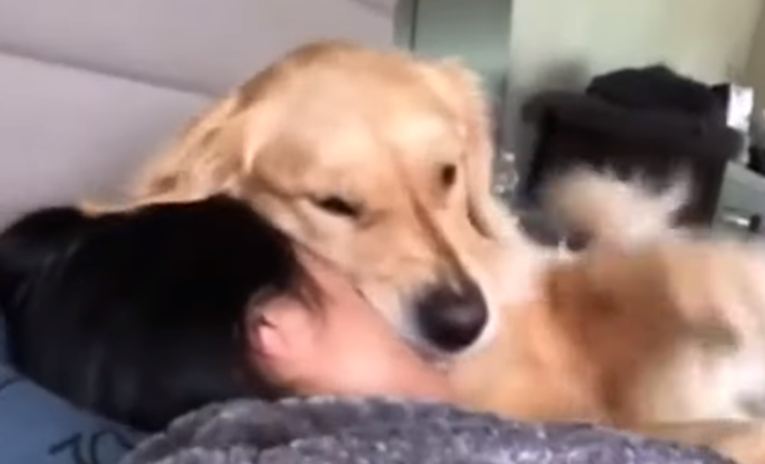 Hiperaktivni pas vlasnicu pokušao probuditi na presmiješan način