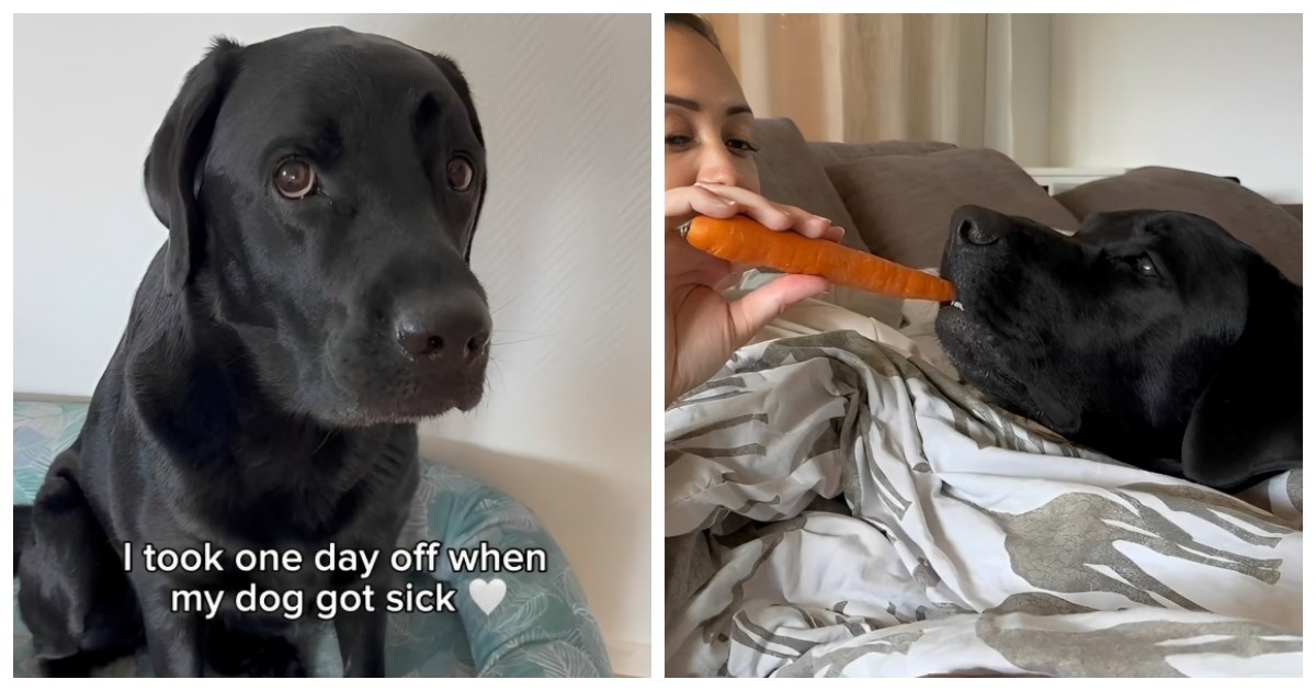 Prizor koji topi srca: Vlasnica uzela slobodan dan kako bi se brinula o bolesnom psu