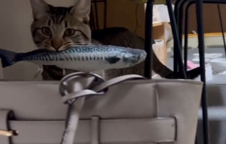 VIDEO Preslatka maca svojoj vlasnici u torbu ubacila poklon