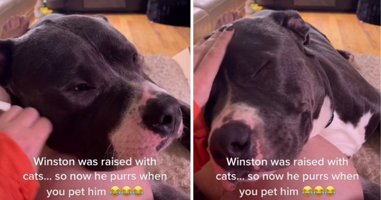 Snimka Winstona koji prede kao mačka kad ga netko mazi postao hit na internetu