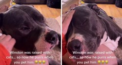 Pas Winston prede kao mačka kad ga vlasnici maze