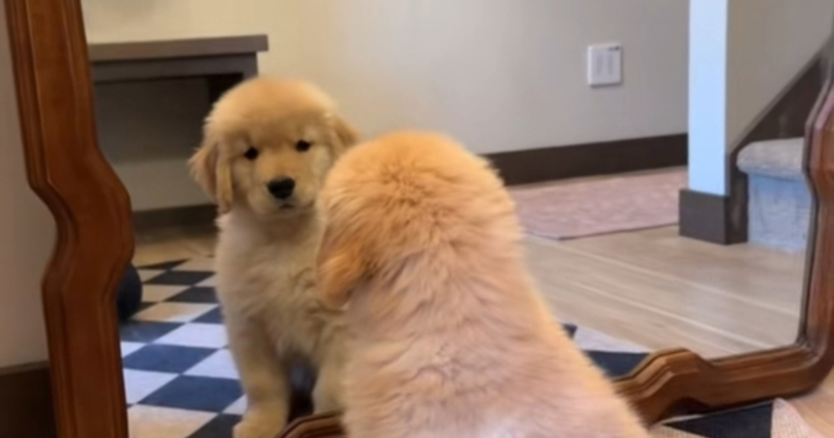 Štene zlatnog retrivera prvi put ugledalo svoj odraz u ogledalu, snimka je hit