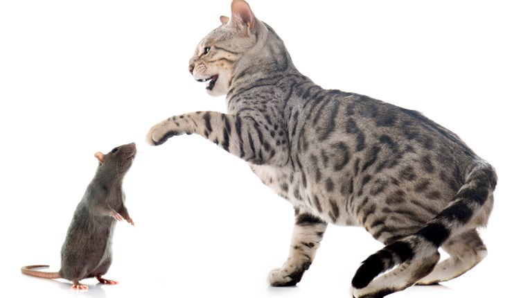 VIDEO Iako su prirodni neprijatelji, štakori su mačićima postali drugi roditelji