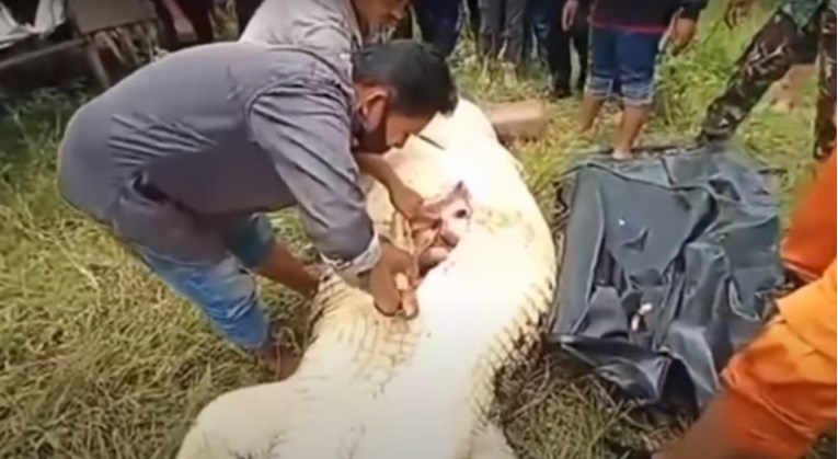 Dječaka u Indoneziji progutao krokodil. Otac sve gledao, pokušao ga spasiti