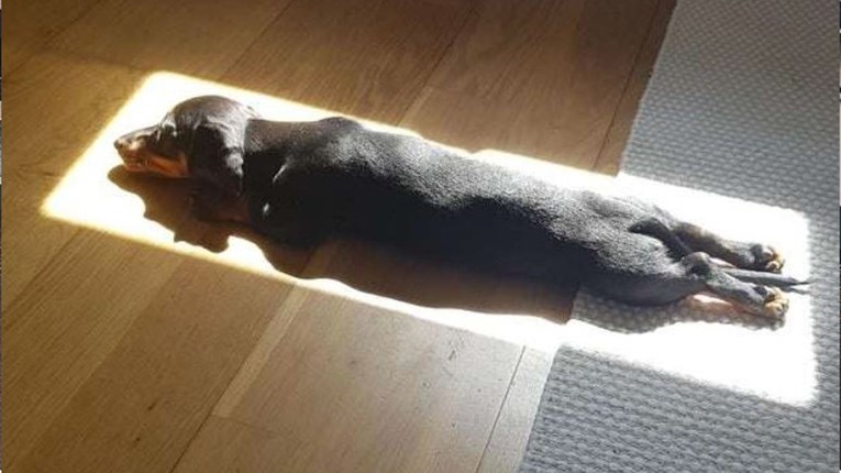 Pas se obožava izležavati na suncu pa u kući pronalazi samo najbolja mjesta za odmor