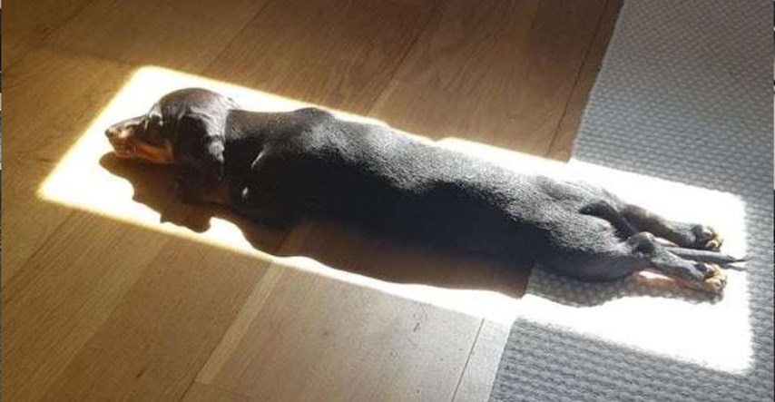 Pas se obožava izležavati na suncu pa u kući pronalazi samo najbolja mjesta za odmor
