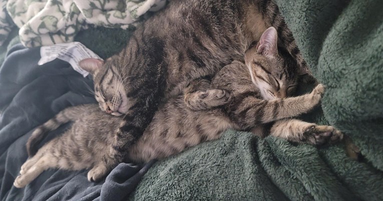 Neočekivana promjena: Anksiozni mačak je procvjetao nakon dolaska mačića