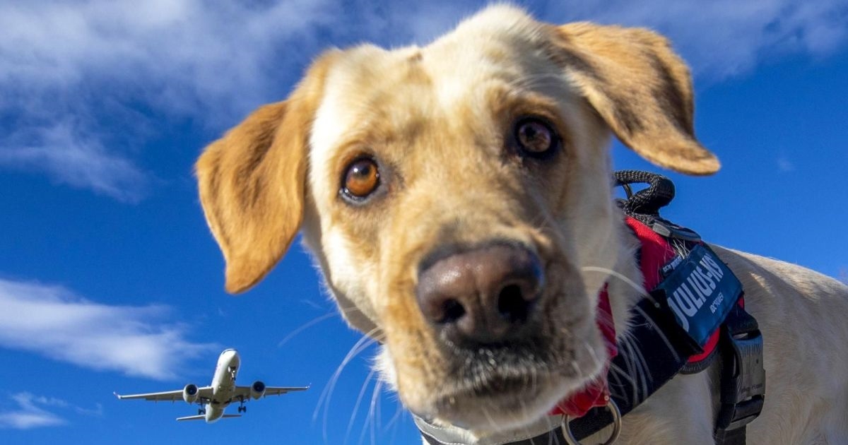 Kujica Baylis uživa u promatranju aviona na pulskom aerodromu