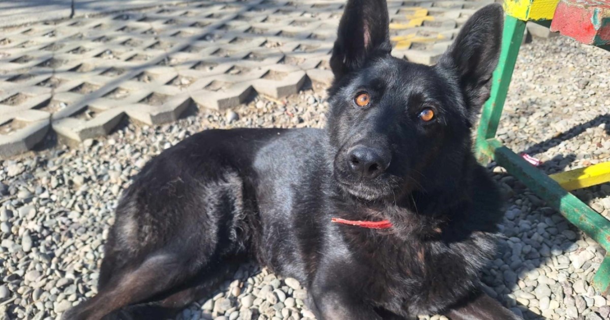 Predivna Marina traži brižne ljude koji će joj pružiti dom pun ljubavi, pomozimo joj