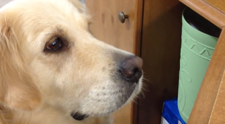 Vlasnica psu pustila video šteneta koje cvili, on pokazao da ima veliko srce