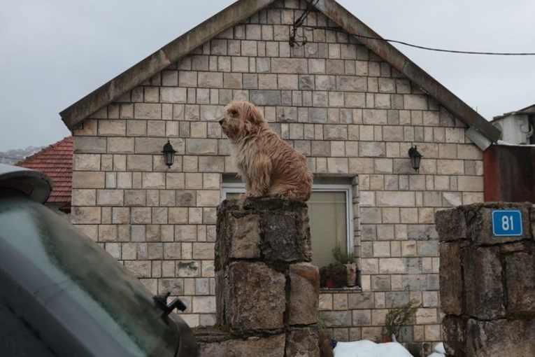 FOTO Pas na kiši sjedio kod prozora sobe dvojice dječaka ubijenih na Cetinju