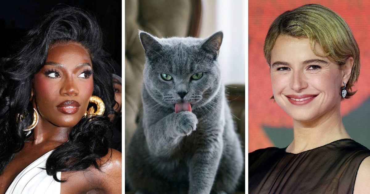 Je li sada kul mrziti mačke? 😳