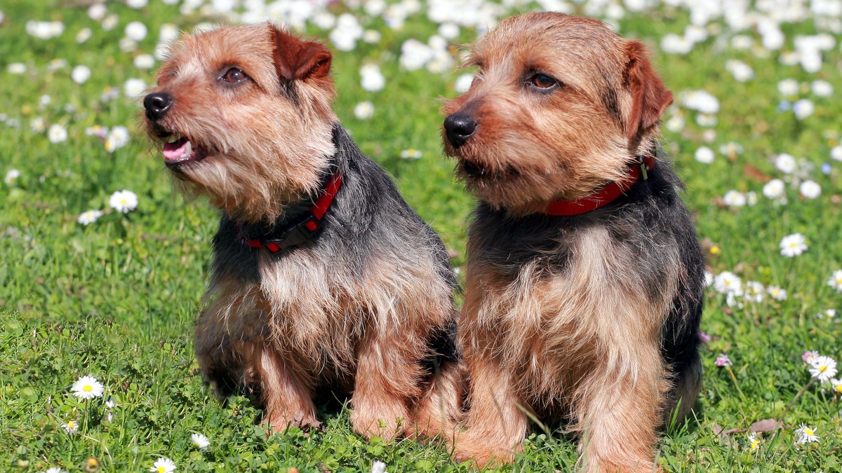 Čopor norfolških terijera spasio britanske farmere od štakora