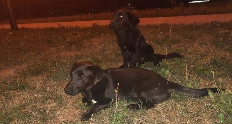 Dva mlada psića iz Požege traže dom: "Vrlo su umiljati i plahi..."