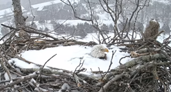 Ženka orla oduševila svojom brigom za mladunce: Čak i kad je zakopana u snijegu...