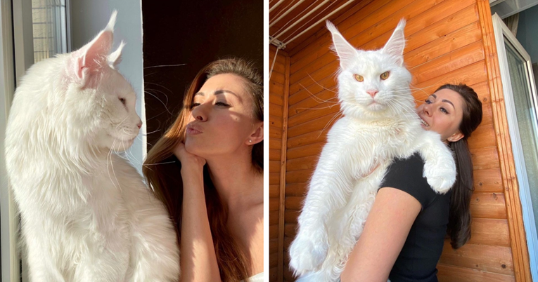 Žena nabavila mačića koji je izrastao u diva: Upoznajte najvećeg mačka na svijetu