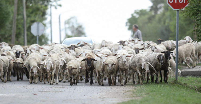 FOTO Kraj Osijeka snimljeno stado ovaca na cesti, vraćale su se s ispaše