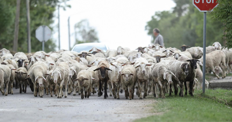 FOTO Kraj Osijeka snimljeno stado ovaca na cesti, vraćale su se s ispaše