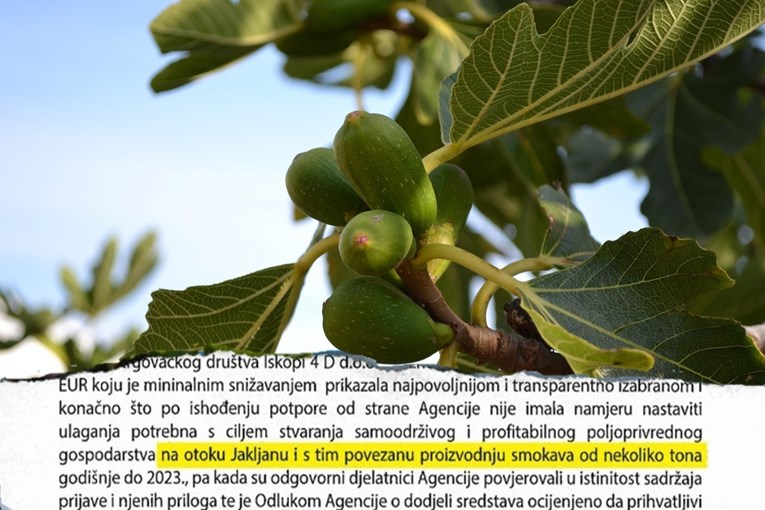 Uzeli 1,5 milijuna eura iz EU za smokve koje nikad nisu posađene. Sve su priznali