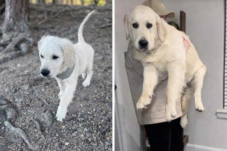Vlasnici uzeli štene zlatnog retrivera. Iznenadili se koliko je narastao u 7 mjeseci