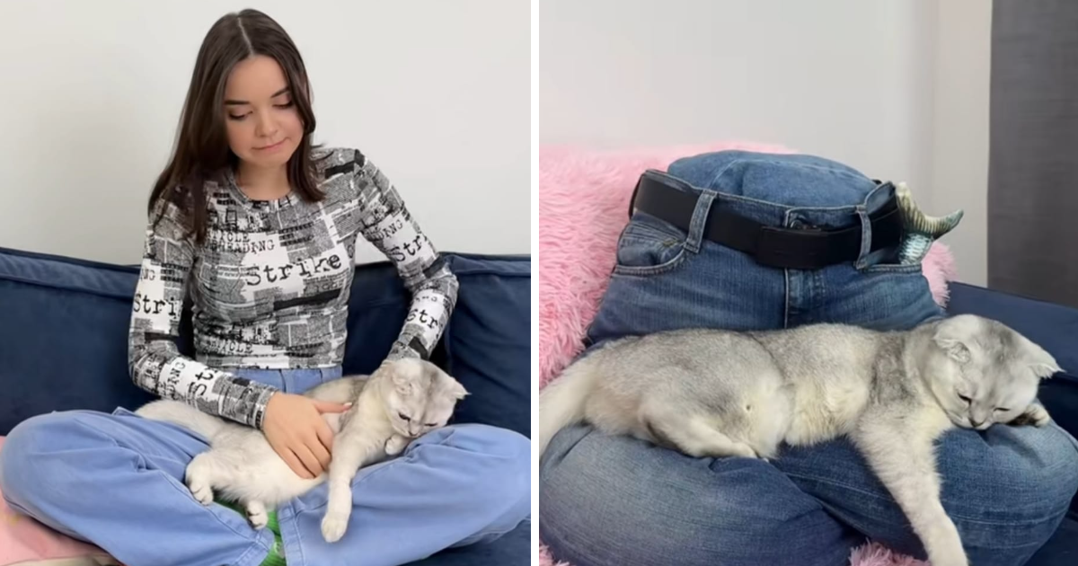 Ova maca obožava spavati u krilu. Vlasnica joj je stoga napravila originalan krevet