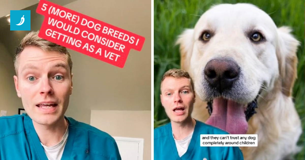 Veterinar otkrio kojih pet pasmina pasa bi htio imati za kućne ljubimce