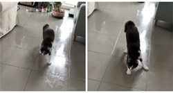 VIDEO Mačak se mučio s hodanjem po skliskom podu, snimka je postala hit