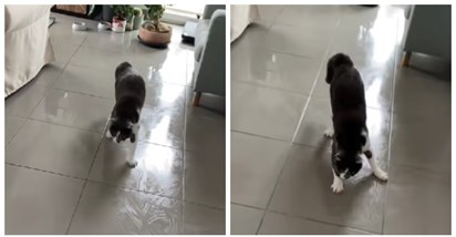 VIDEO Mačak se mučio s hodanjem po skliskom podu, snimka je postala hit