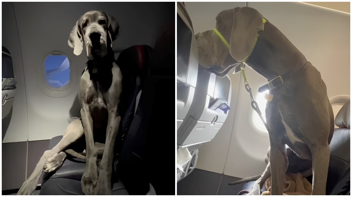 Platio tri avionska sjedala da bi njegova njemačka doga mogla letjeti s njim