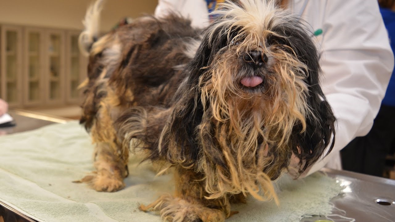 Tužne priče iz hrvatskih salona za šišanje pasa: "Buhe su mu hodale po očima"