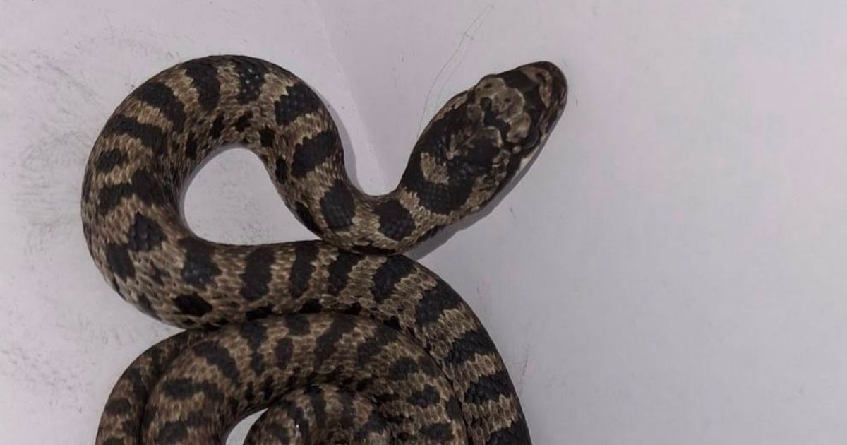 Slijepi putnik iz toplijih krajeva: Najduža europska zmija zalutala u centar Zagreba