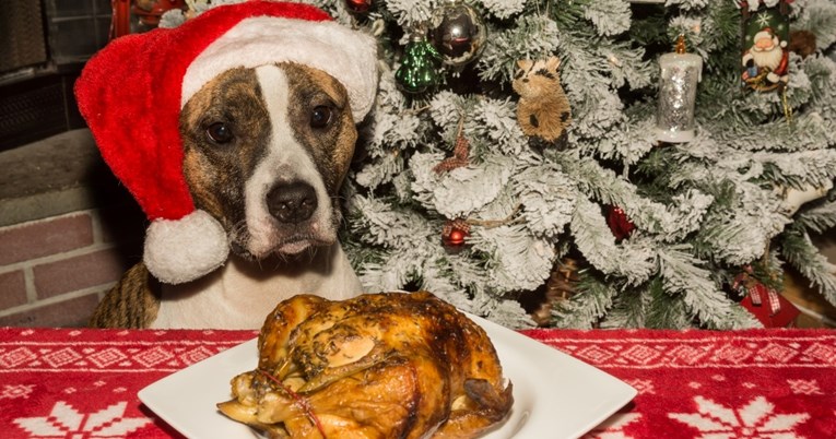 Veterinar nam je otkrio koja je hrana najopasnija za pse: "Stolovi su je puni"