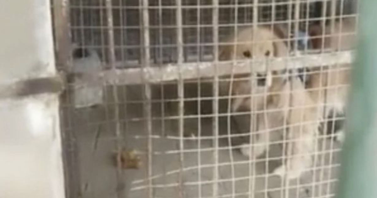 Zoološki vrt lava zamijenio zlatnim retriverom