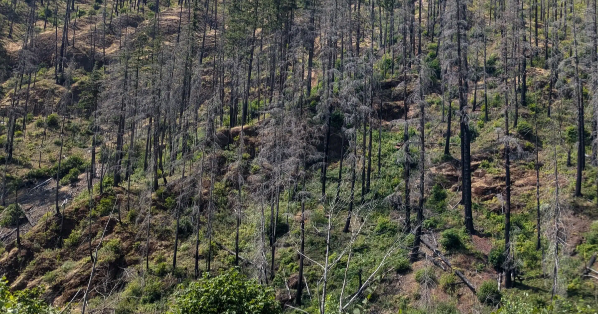 Možete li na ovoj fotki pronaći auto? Nekima je trebalo i pola sata