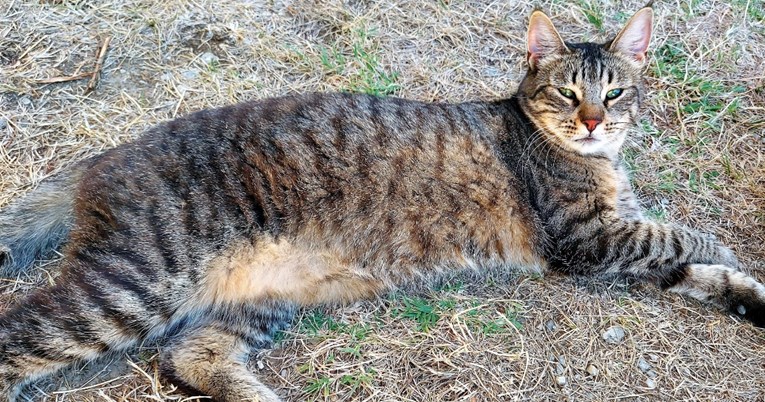 Nestala tigrasta mačka na području Velike Gorice, vlasnica moli za pomoć