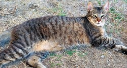 Nestala tigrasta mačka na području Velike Gorice, vlasnica moli za pomoć