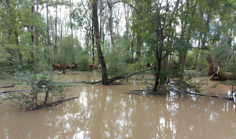 Svih 150 konja koji su zbog poplava bili zarobljeni u Odranskom polju je spašeno