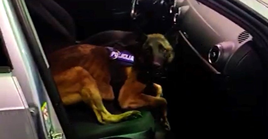 Ovo je Hunt, pas koji je danas na Karasovićima pronašao 11 kg heroina