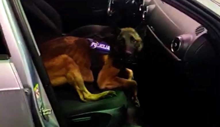 Ovo je Hunt, pas koji je danas na Karasovićima pronašao 11 kg heroina