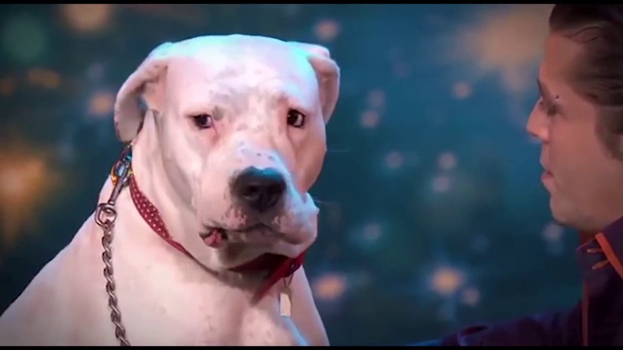 Pogledajte kako zvuči pseća verzija Whitney Houston