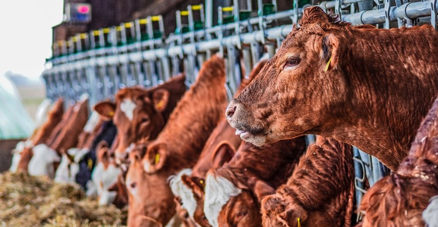 Porasla proizvodnja goveda u Hrvatskoj, ali manje je mlijeka, svinja, ovaca i koza